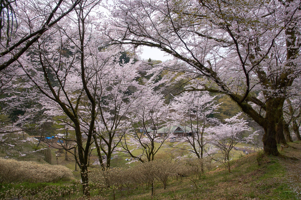 七沢森林公園の桜