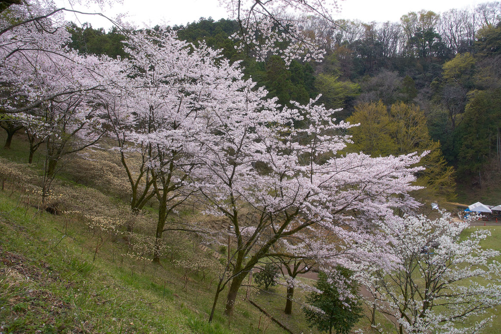 七沢森林公園の桜