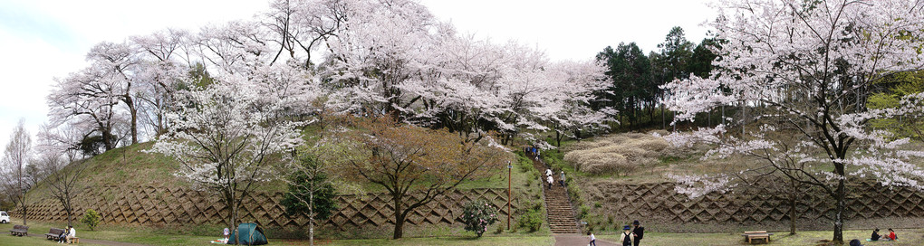 パノラマ桜