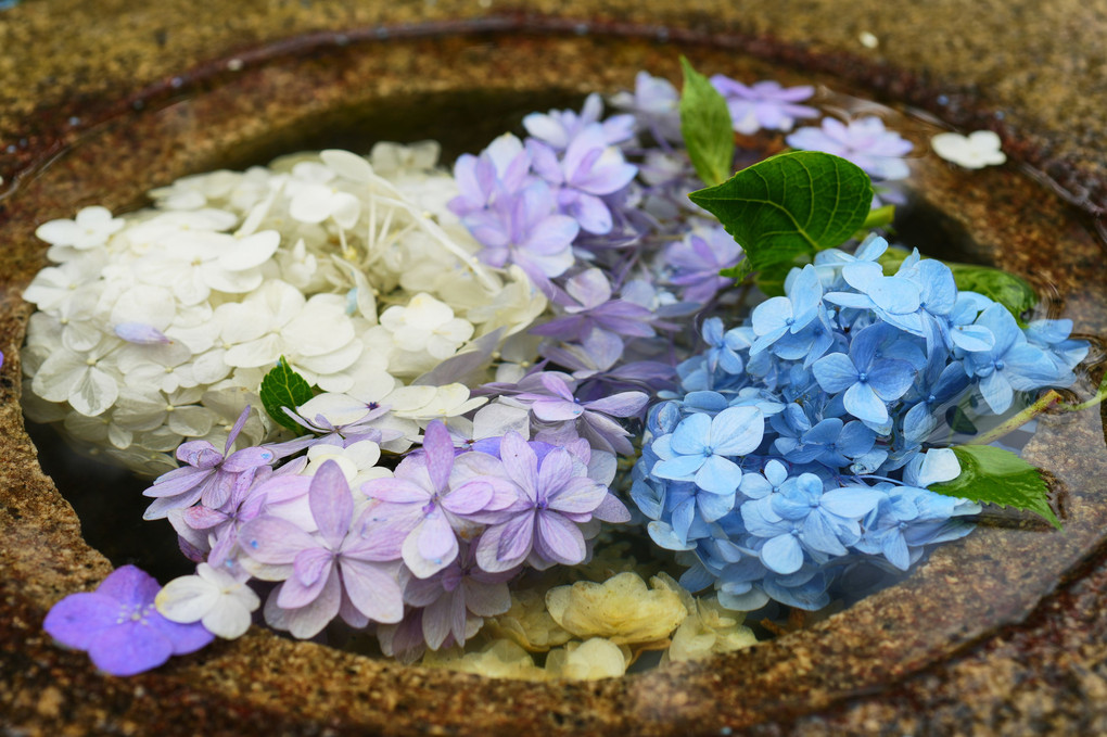 手水鉢の紫陽花