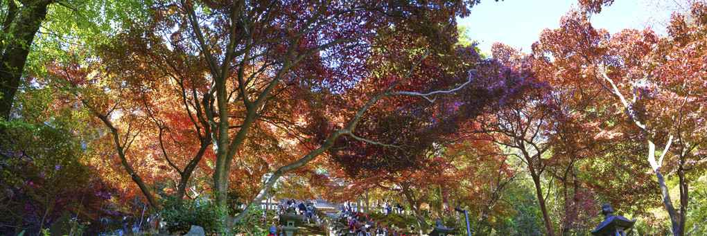 丹沢　大山寺の紅葉パノラマ