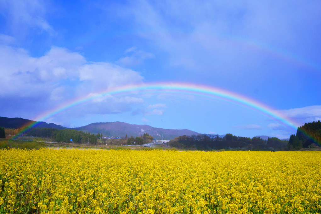 菜の花の海を渡ろう