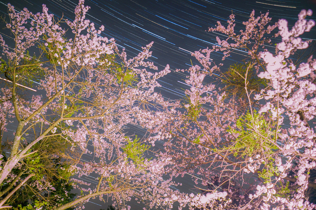 桜嵐の晩