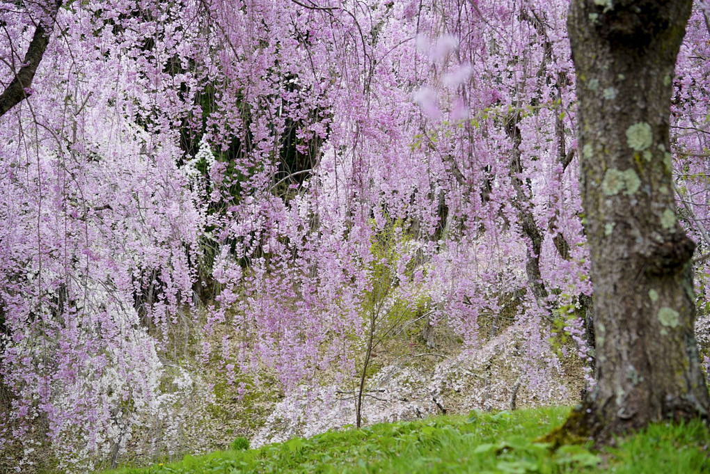 三春町の桜＠福島県