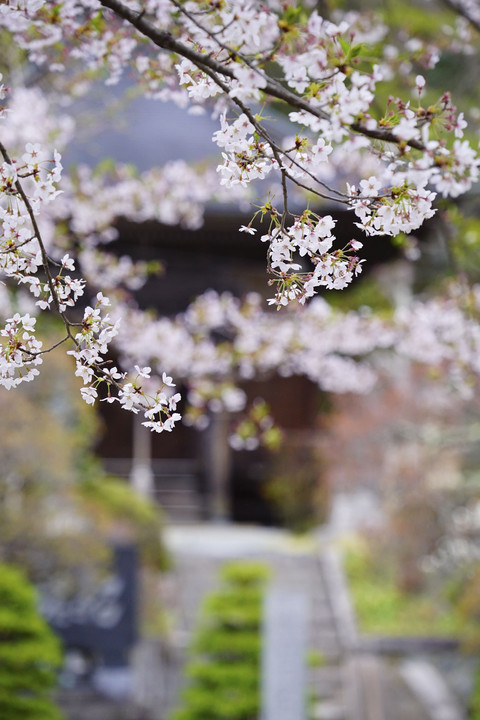 三春町の桜＠福島県