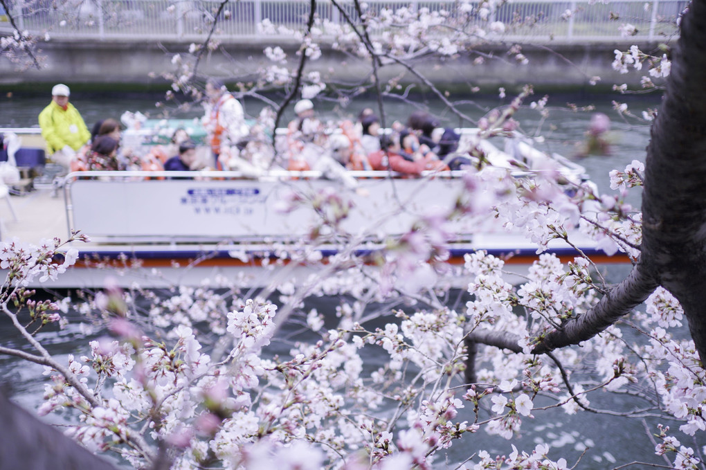 もうすぐ桜咲く永代橋