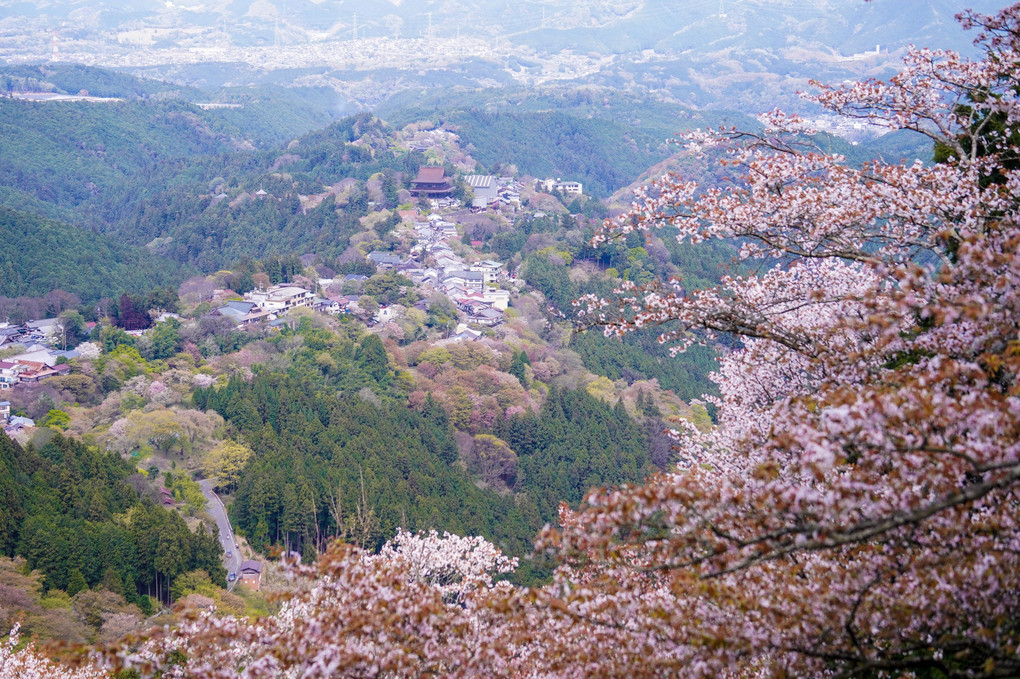 吉野山の千本桜　