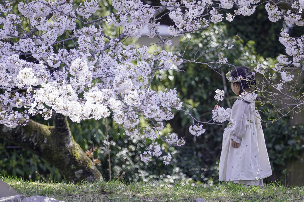 桜の季節＠佐倉城址公園
