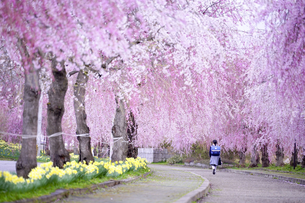 あの日の桜