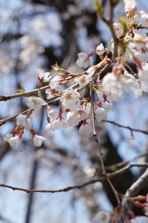 春、桜。