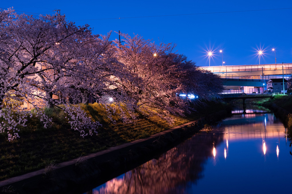 SAKURA