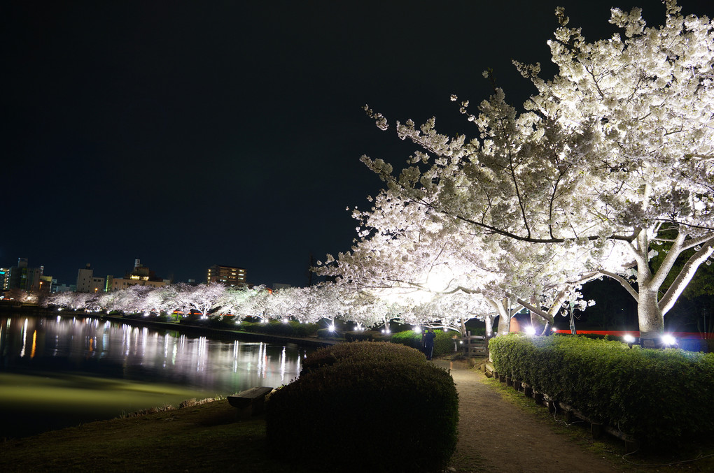 sakura