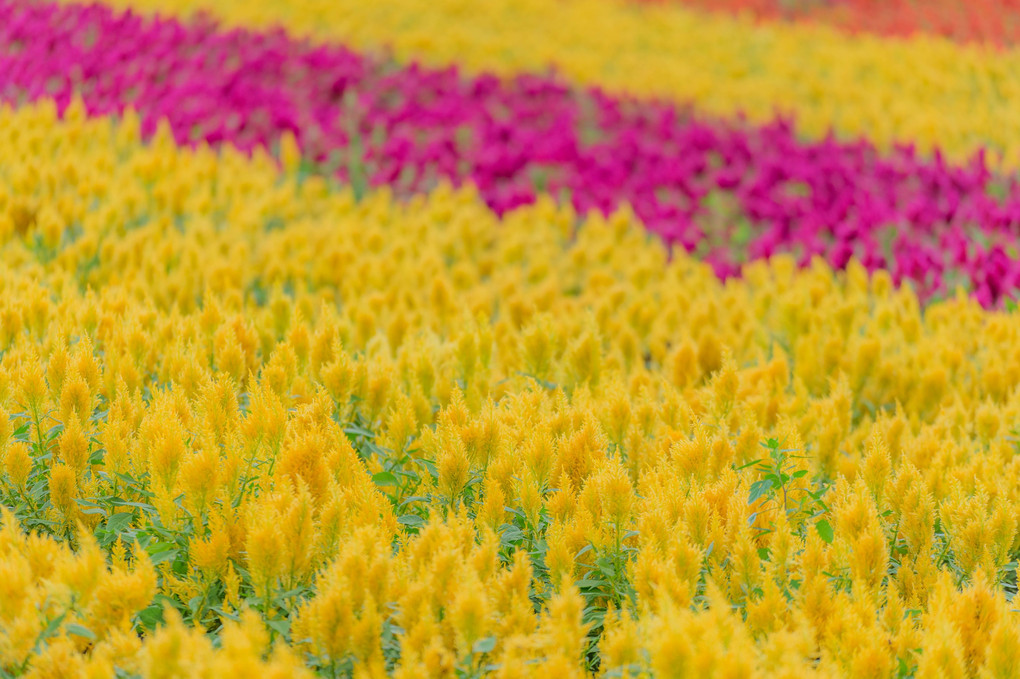 summer photo -hokkaido-