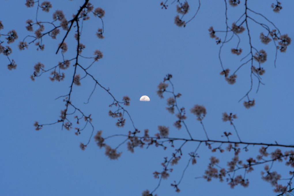 上弦の月と桜