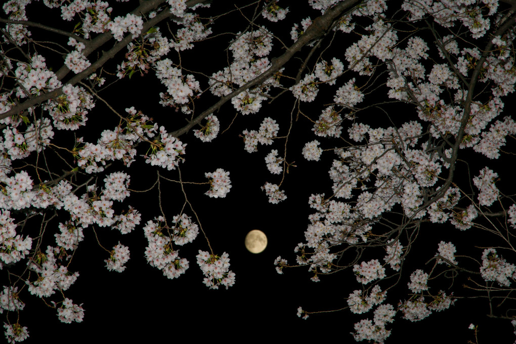 月を囲む桜