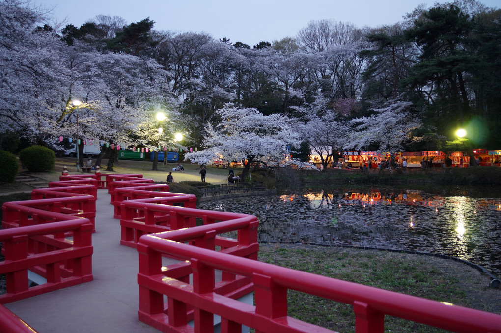 岩槻城址公園の夜桜