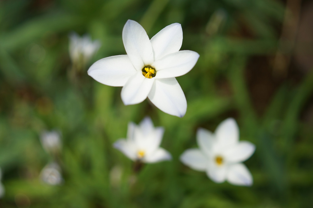 純白の花韮