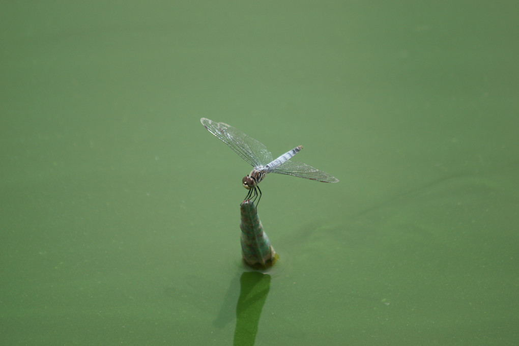 緑の池のシオカラトンボ