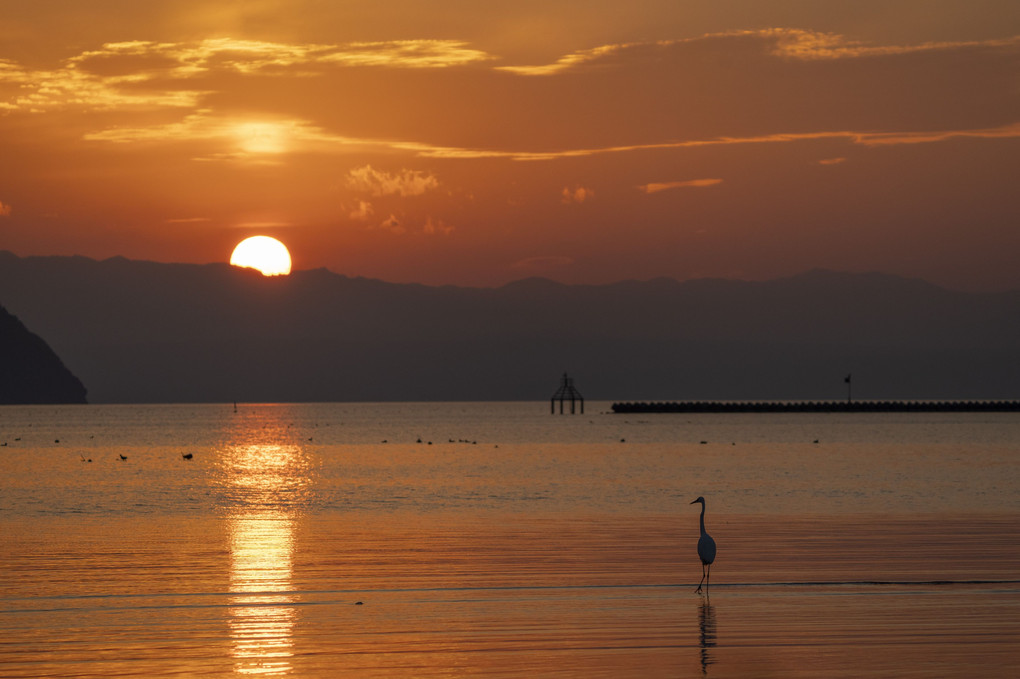 奥琵琶湖夕景鷺一羽