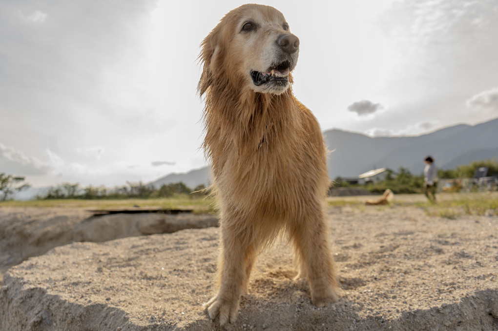 びわ湖犬