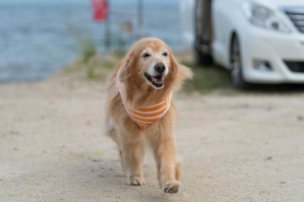 琵琶湖犬