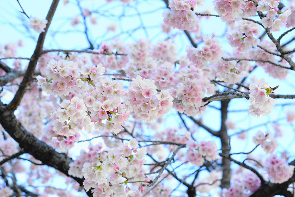 いろんな桜