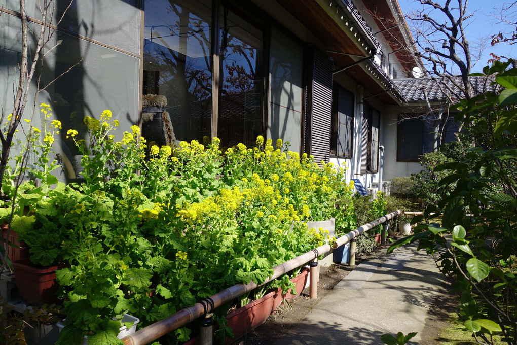 司馬遼太郎記念館の菜の花