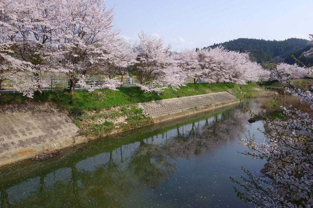 宇陀川の桜