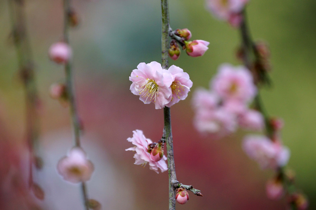 道明寺天満宮の梅の花