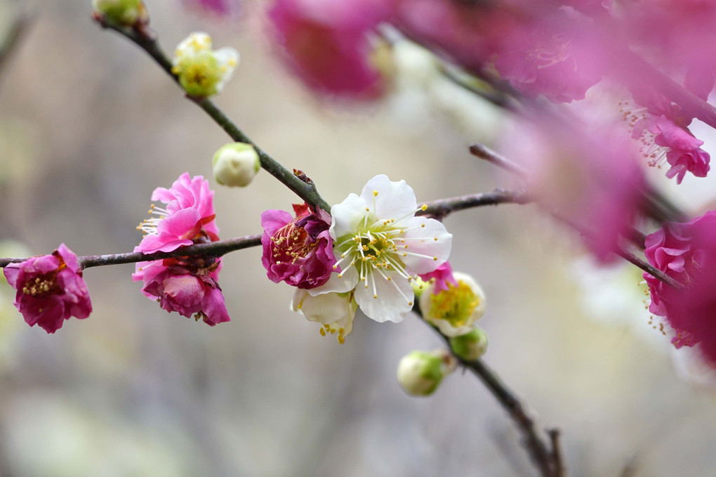 道明寺天満宮の梅の花