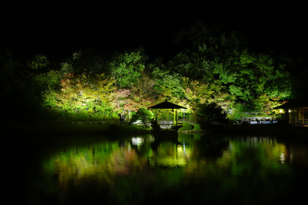 広島三景園のもみじのライトアップ