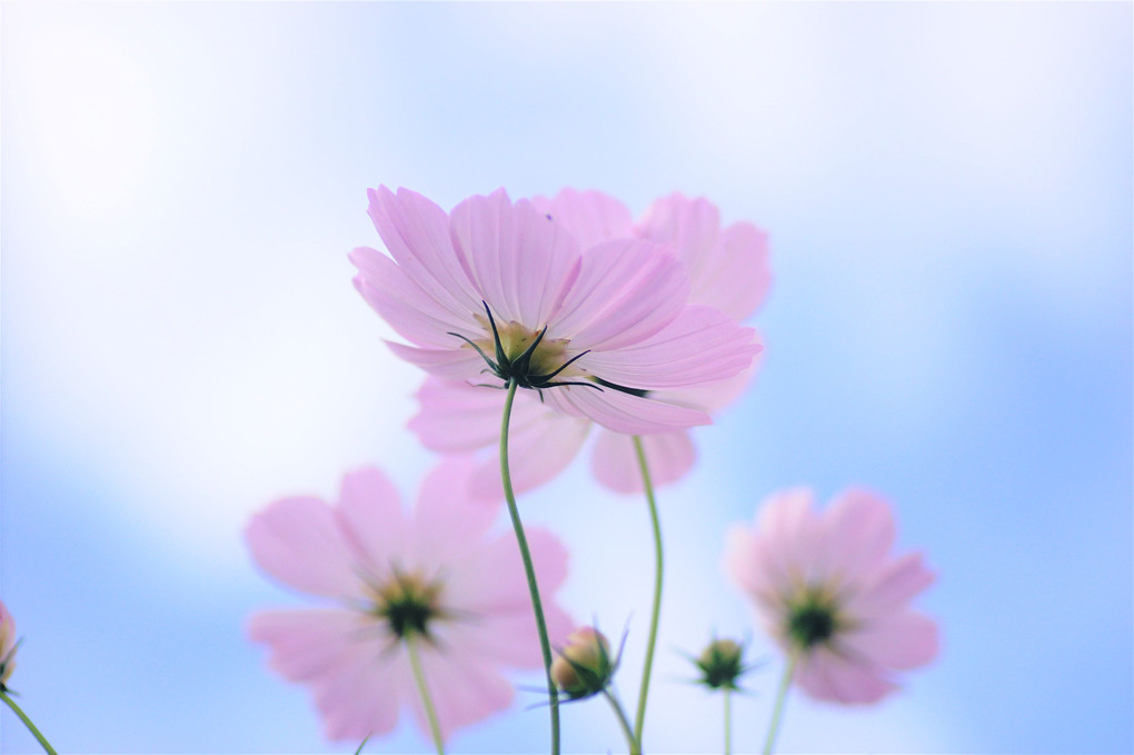 秋桜と秋空