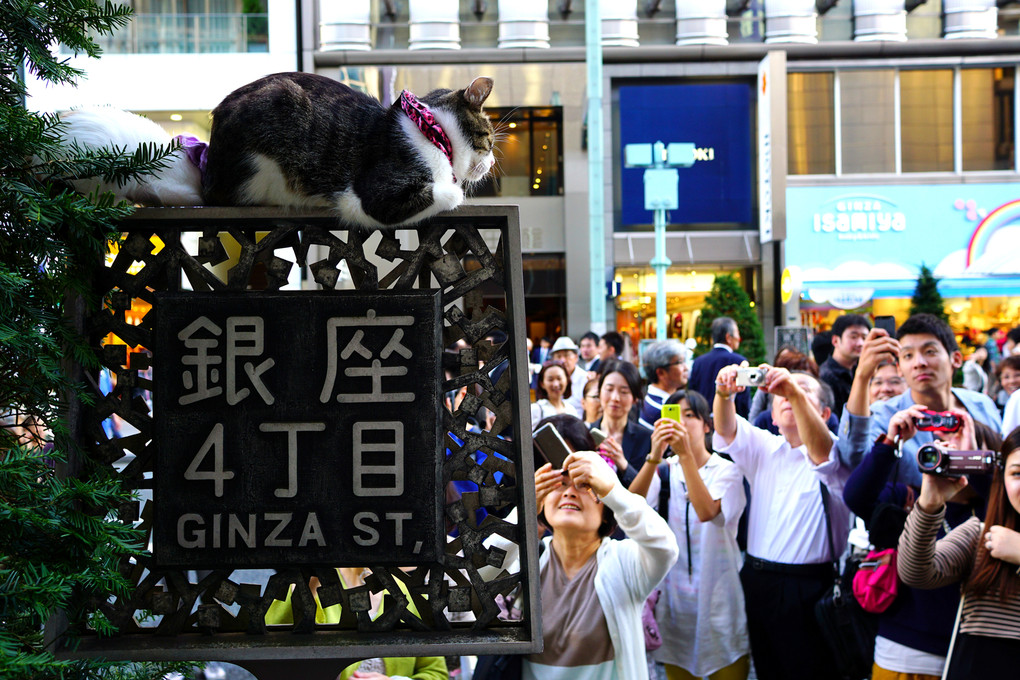 銀座で2番目の人気者