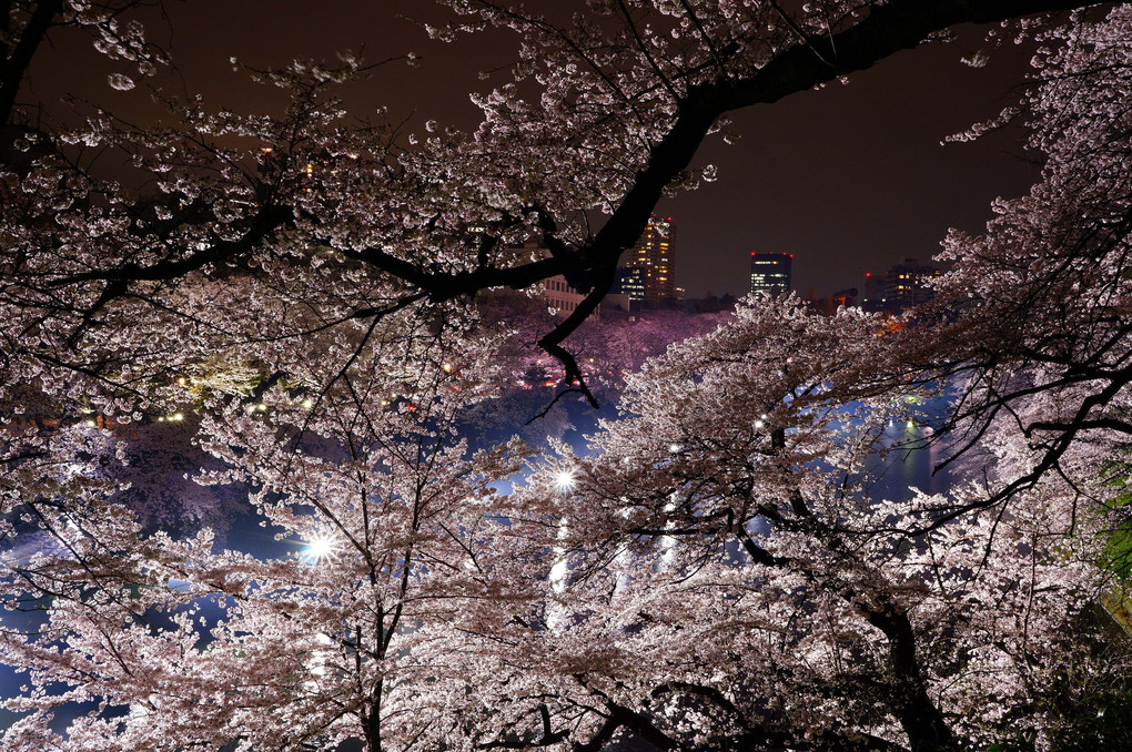 桜で埋まる街