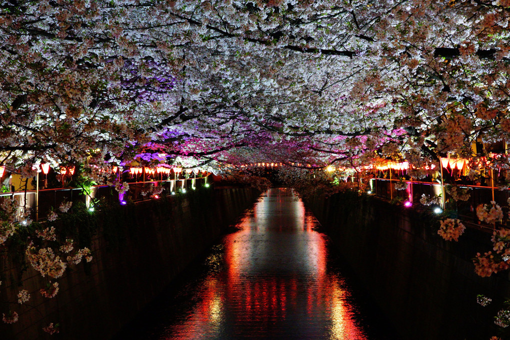 満開の目黒川の桜
