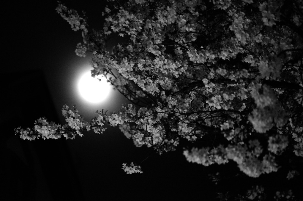 目黒川からの夜桜と満月