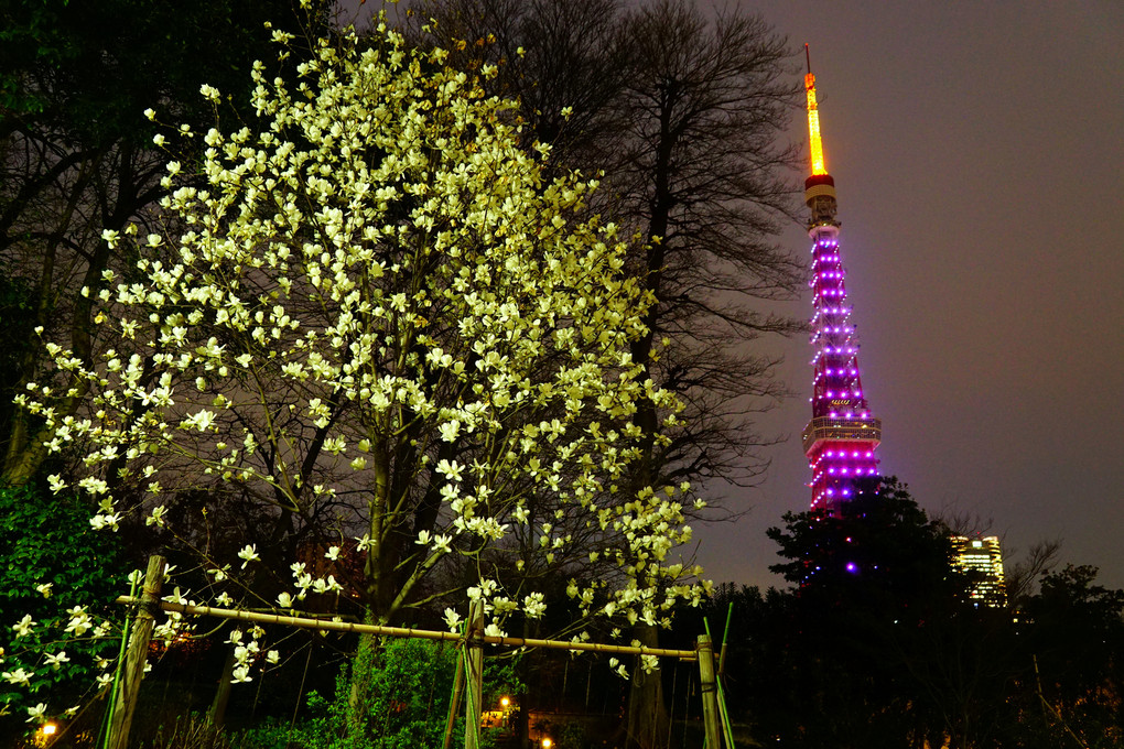 祝！　桜開花宣言（東京）