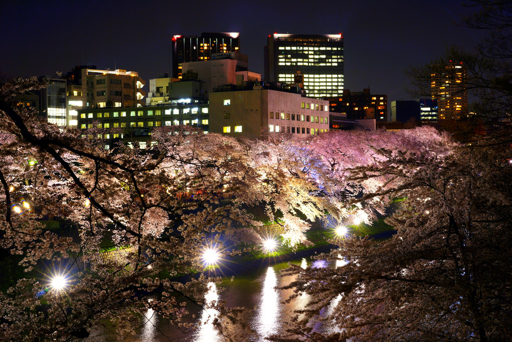 夜桜と光芒