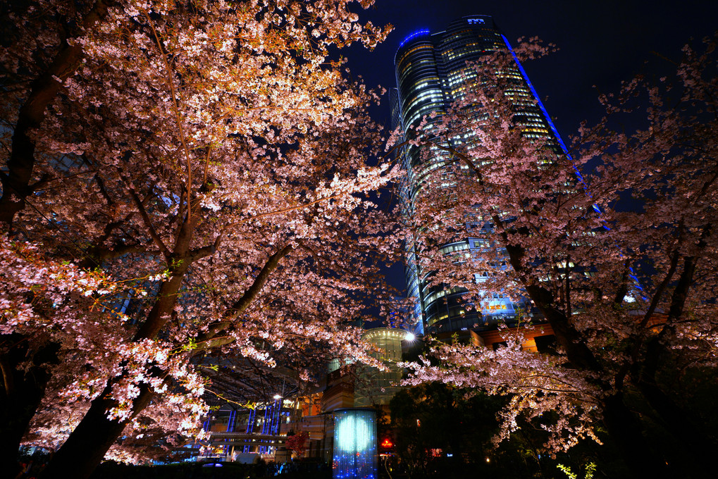 都心の夜桜