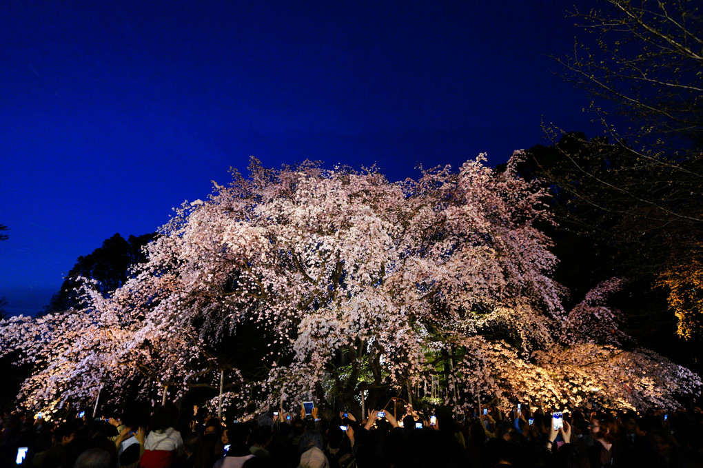 六義園　枝垂れ桜全景