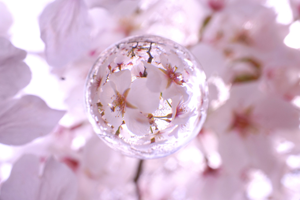春を告げるサクラの水晶玉