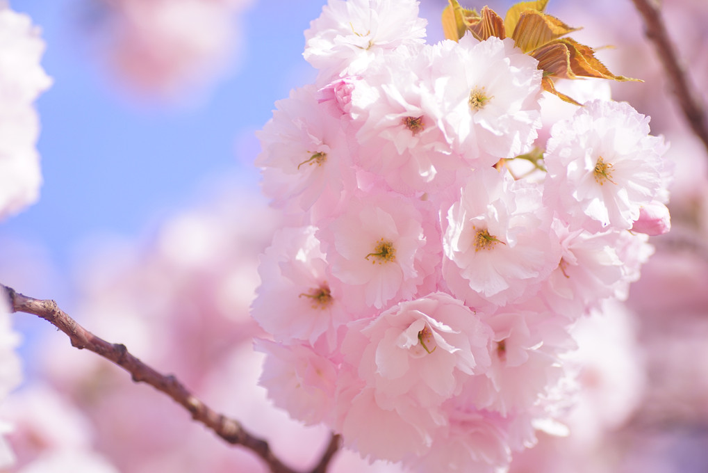 「給与の上がりし春は八重桜」