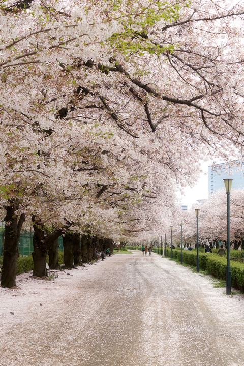 桜の雪道
