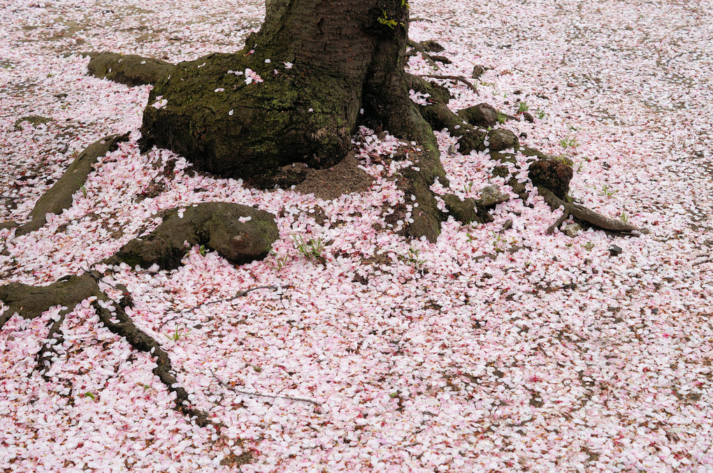 桜の雪道