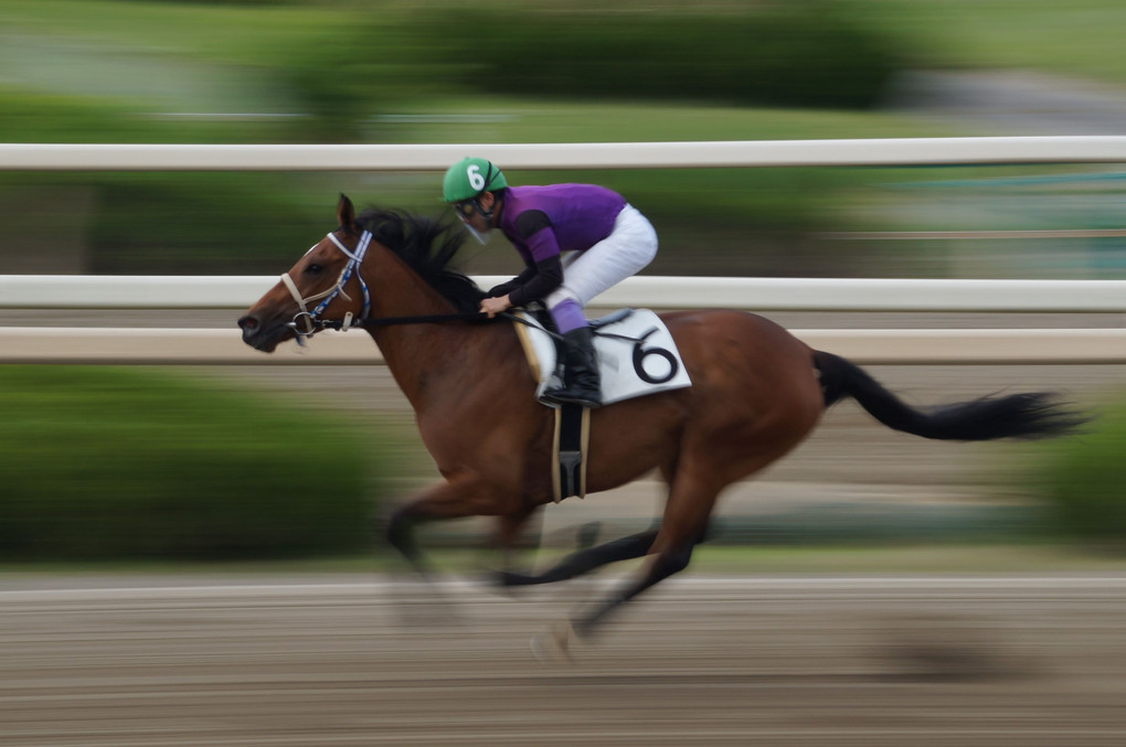 園田競馬