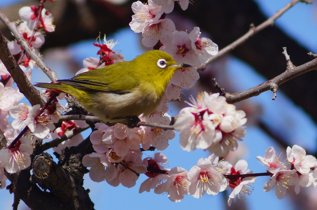 こんにちは！メジロさん