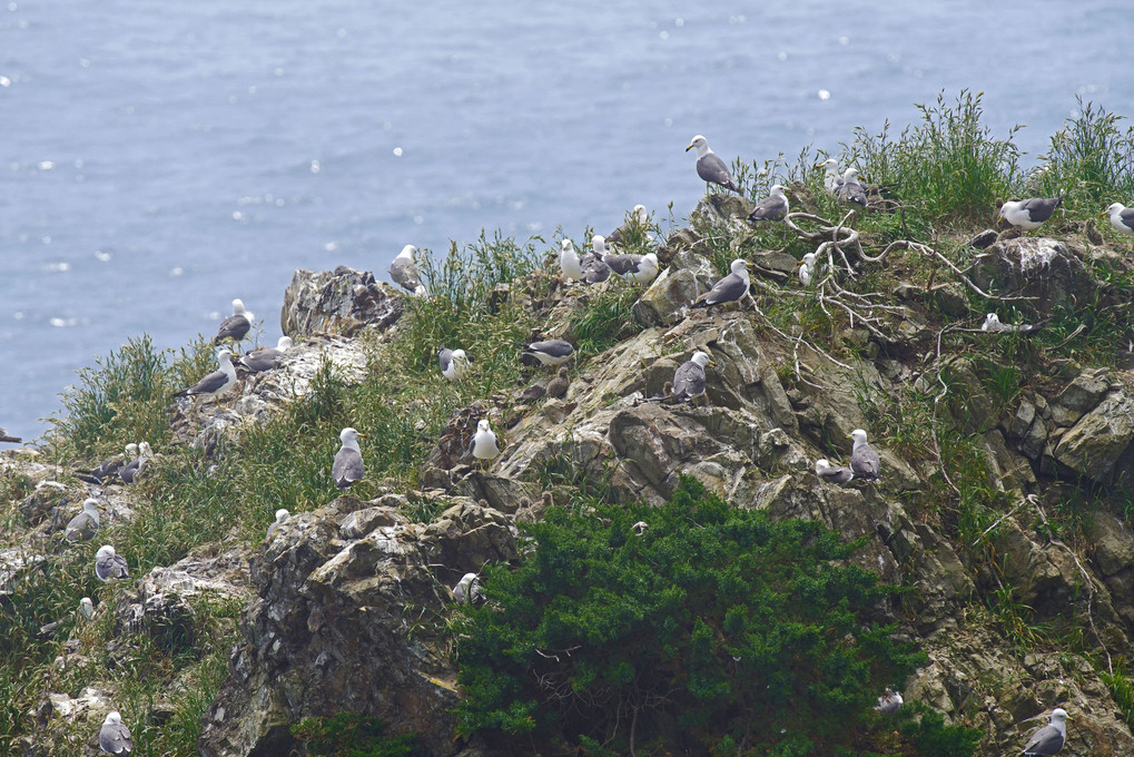 ウミネコの育む島 (1) （岩手大船渡碁石海岸）#ウミネコ#