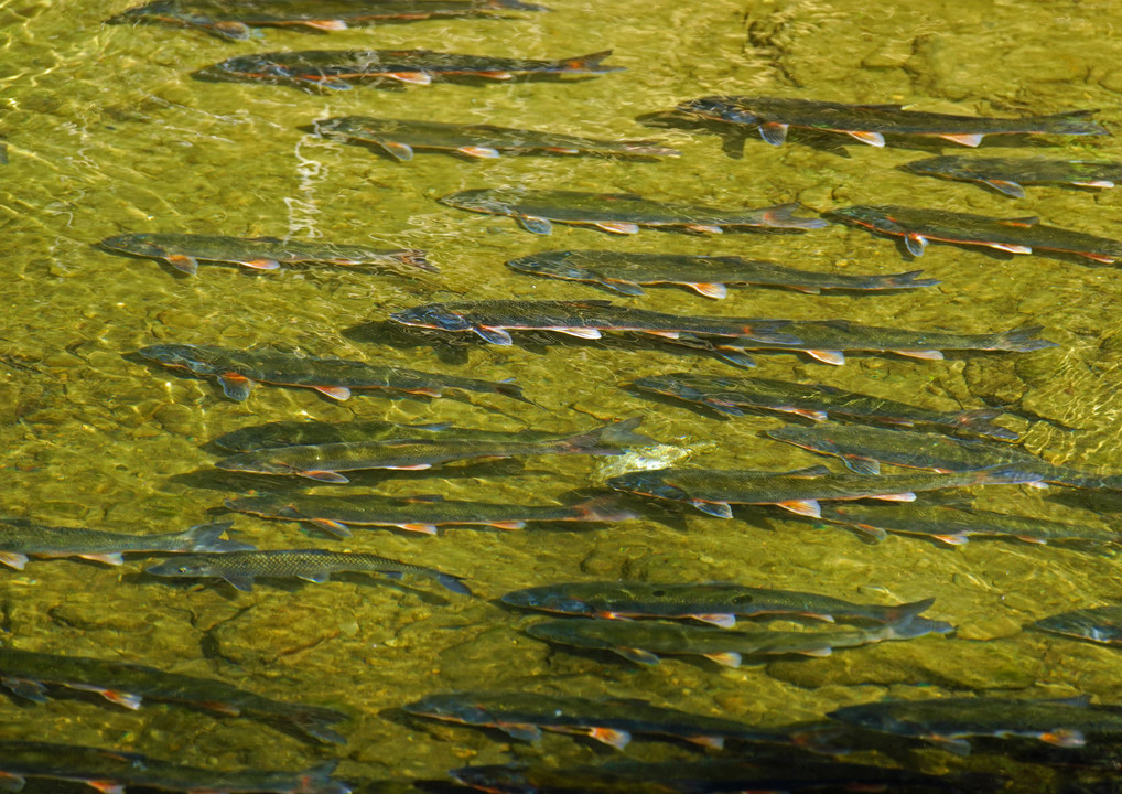 竹藪からの報告（1）魚の産卵・その末路は？