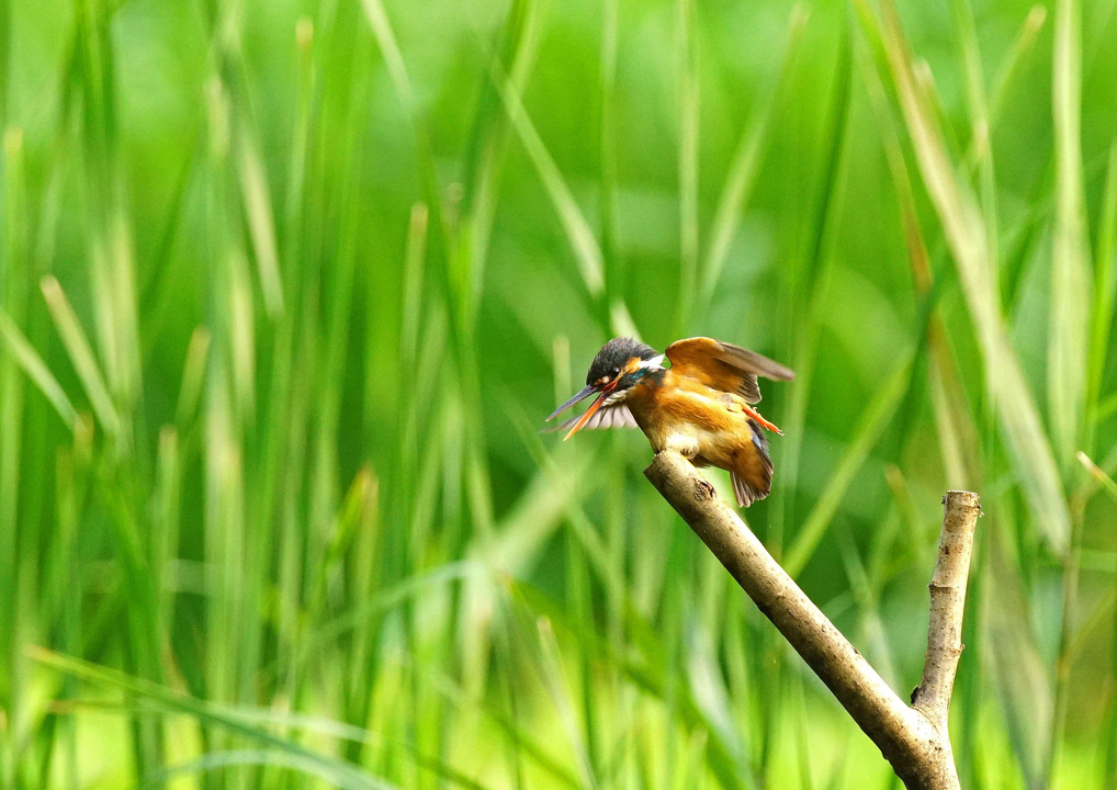 有るカワ太郎のパートナー（4）#カワセミ#