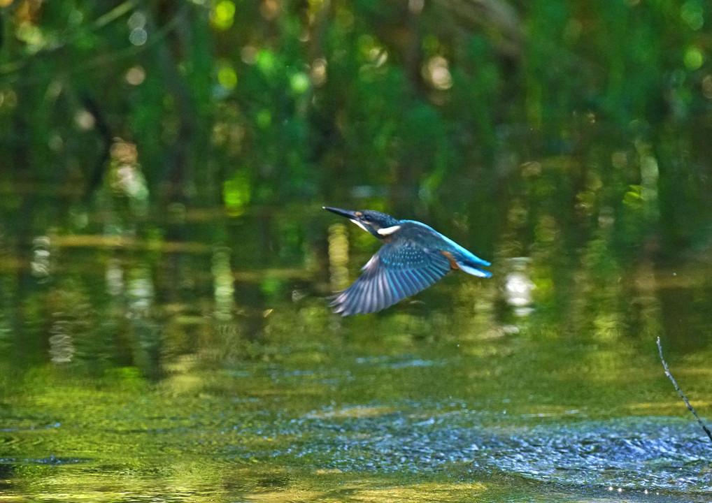 幼鳥の夢（此の池の主に・・）#カワセミ#